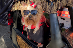 Events in Treasure Island